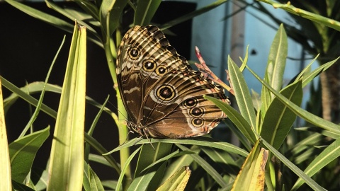 Wystawa żywych motyli „Amazing Butterflies”/fot. Kinoteatr RONDO, Facebook