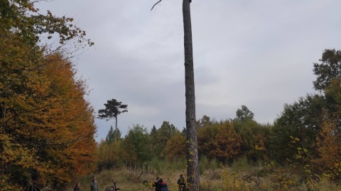 W Nadleśnictwie Osie zamontowano sztuczne gniazdo, aby przyciągnąć rybołowy i zachęcić je do osiedlenia się na tym terenie/fot. nadesłane