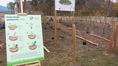 Sadzenie mikrolasu na bydgoskim Przedmieściu w Toruniu/fot. Monika Kaczyńska