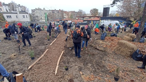 Sadzenie mikrolasu na bydgoskim Przedmieściu w Toruniu/fot. Monika Kaczyńska