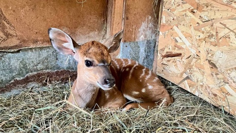 Widzieliście już Gaspara Bydgoskie zoo przedstawia swoje przesłodkie maluchy [zdjęcia]