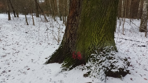 Toruński samorząd rezygnuje z budowy drogi rowerowej od ulicy Polnej do Osady Leśnej na Barbarce, bo wiązałoby się to z koniecznością wycięcia 10 drzew/fot. Michał Zaręba