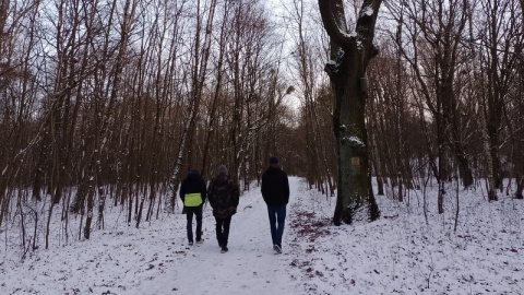 Toruński samorząd rezygnuje z budowy drogi rowerowej od ulicy Polnej do Osady Leśnej na Barbarce, bo wiązałoby się to z koniecznością wycięcia 10 drzew/fot. Michał Zaręba