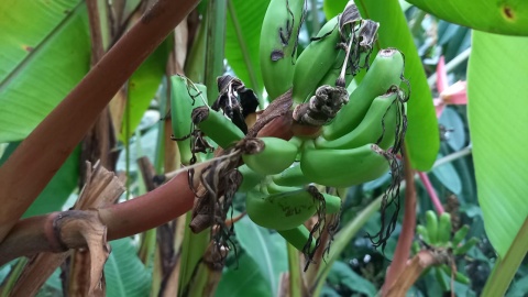 Ogród Botaniczny IHAR w Bydgoszczy/fot. Agata Raczek